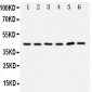 Anti-TRAM1 Antibody